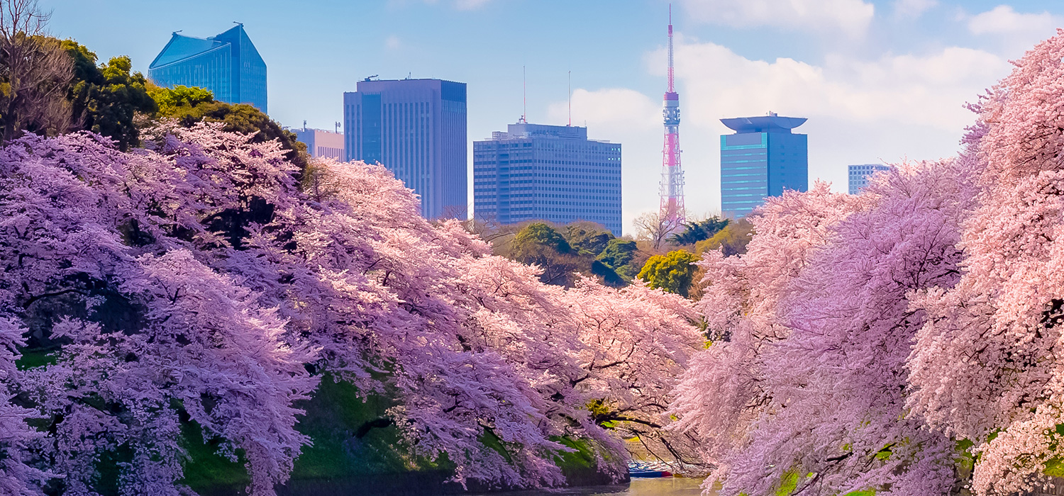 Cherry Blossoms in Chidoriga-fuchi, Tokyo
